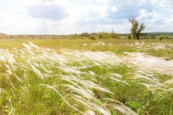 Mooie stipa feather gras of naald-grass weide. Blauwe hemel op achtergrond. Warme platteland schilderachtige landschap — Stockfoto