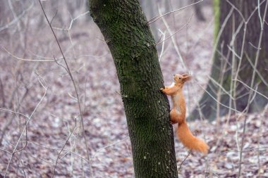 Bir ormandaki küçük sevimli sincap.