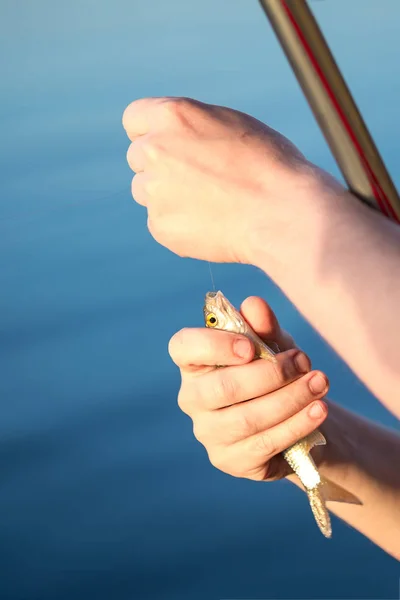 青い池の水に対しての男の手にクローズ アップ小さな赤目の魚 フックを取る漁師 新人釣りの背景 Copyspace — ストック写真
