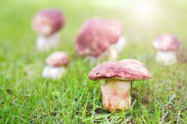 Yakın çekim porcini ormanda büyüyen. Yeşil çim glade, cep mantarlar. Yenilebilir mantar kavramı toplama. Parlak güneşli bir günde sunflare ile. Boşaltmak.