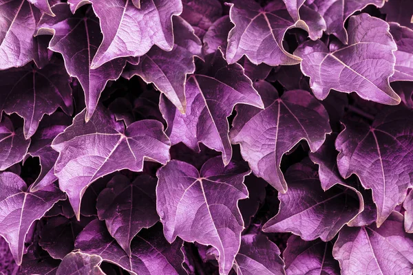 Violet leaves background. Color of the year 2018 purple abstract pattern.