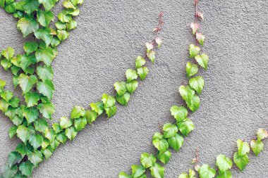 Beton duvardan büyüyen taze geen dağcı sarmaşık bitki. Doğa arka plan. Doğal parlak çerçeve çiçek gri çimento üzerinde. Çerçeve. Boşaltmak.