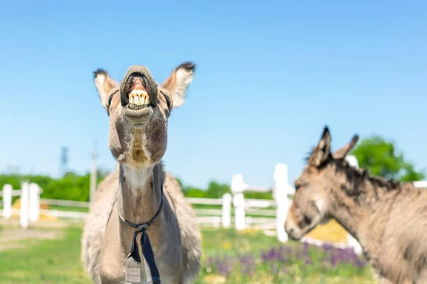 Funny laughing donkey. Portrait of cute livestock animal showing teeth in smile. Couple of grey donkeys on pasture at farm. Humor and positive emotions concept.