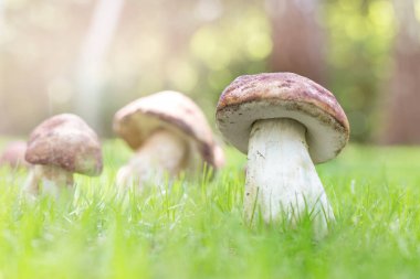 Yakın çekim porcini ormanda büyüyen. Yeşil çim glade, cep mantarlar. Yenilebilir mantar kavramı toplama. Parlak güneşli bir günde sunflare ile. Boşaltmak.