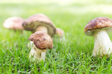 Yakın çekim porcini ormanda büyüyen. Yeşil çim glade, cep mantarlar. Yenilebilir mantar kavramı toplama. Parlak güneşli bir günde sunflare ile. Boşaltmak.