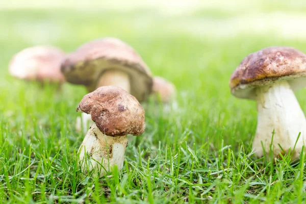 Yakın çekim porcini ormanda büyüyen. Yeşil çim glade, cep mantarlar. Yenilebilir mantar kavramı toplama. Parlak güneşli bir günde sunflare ile. Boşaltmak.