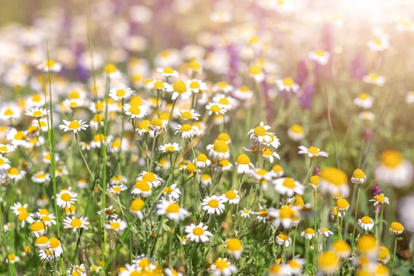 Wild Flower Virágzó Rét Nyári Gyönyörű Természet Háttér Camomiles Vagy — Stock Fotó