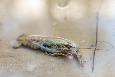 Temiz su altında kum sahilinde yalan kerevit. Nehir ya da göl kıyısında kerevit.