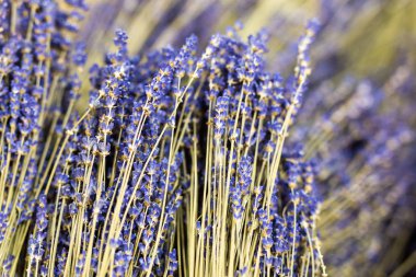 Kurutulmuş lavanta çiçek dal bunches. Lavandula ot yığını. Dekorasyon çiçekçi servisinde. Çiçekçi dükkanı. Tıbbi bitki. Aromaterapi ve rahatlama. Doğal Mor arka plan.