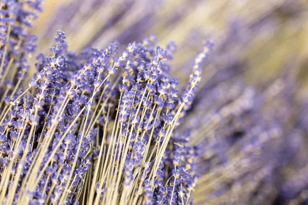 Kurutulmuş lavanta çiçek dal bunches. Lavandula ot yığını. Dekorasyon çiçekçi servisinde. Çiçekçi dükkanı. Tıbbi bitki. Aromaterapi ve rahatlama. Doğal Mor arka plan