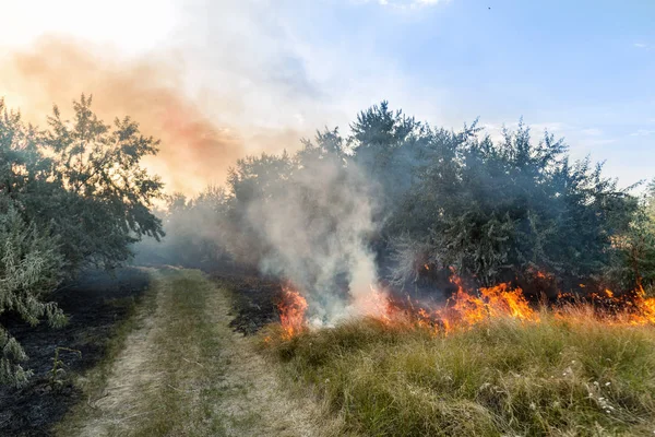 Forest wildfire. Burning field of dry grass and trees. Heavy smoke against blue sky. Wild fire due to hot windy weather in summer. Road to escape from disaster. Rescue way concept.