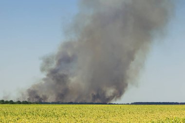 Tarım alanı ile ağır siyah duman bulutu yükselen yanma. Sıcak hava felaket. Çevre kirliliği nedeniyle rüzgarlı ve kuru yaz.