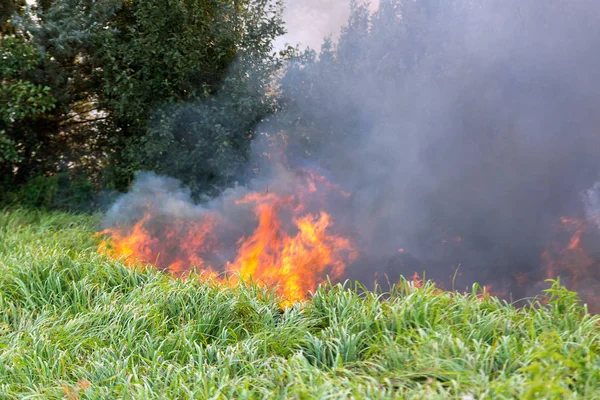 Forest wildfire. Burning field of dry grass and trees. Heavy smoke against blue sky. Wild fire due to hot windy weather in summer.