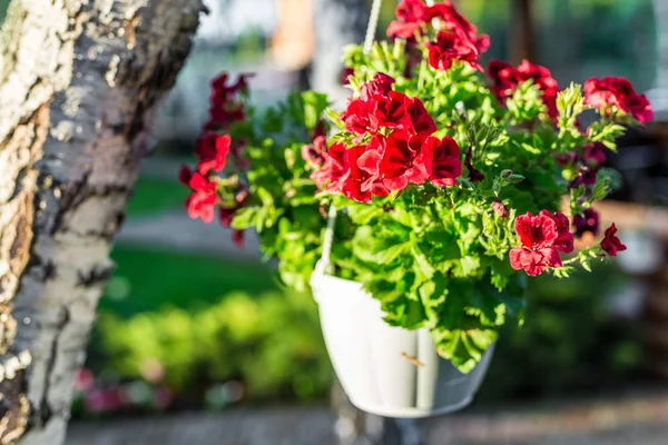 Close-up of hanging white basket with bright red petunia flowers. Green garden with birch and pots of vibrant  blossoming surfinia.