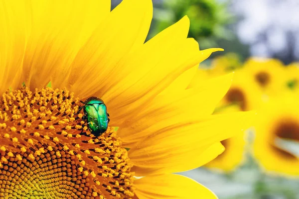 Close-up brilhante verde rosa chafer besouro reunindo pólen do campo de plantas de girassol. Fundo de verão colorido vibrante — Fotografia de Stock