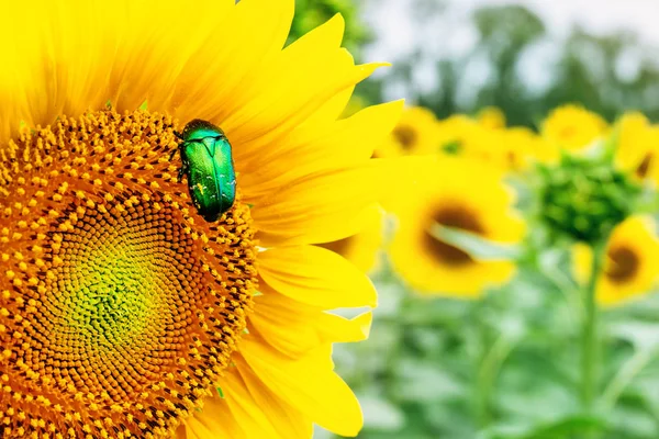 Großaufnahme hellgrüner Rosenkäfer, der Pollen von Sonnenblumenfeldern sammelt. Lebendige bunte Sommer Hintergrund — Stockfoto