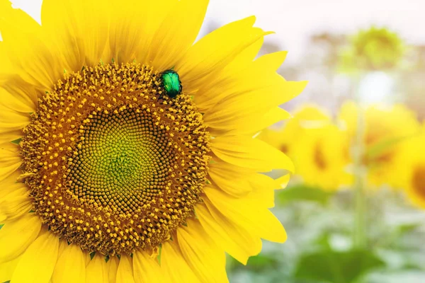 Närbild ljusgrön rosenskalbagge samla pollen från solros växtfält. Vibrerande färgglada sommar bakgrund — Stockfoto