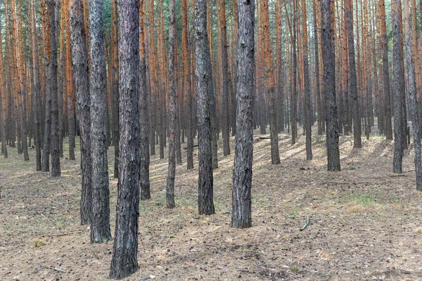 Сосновые Деревья Национальном Парке Хвойные Вечнозеленые Леса — стоковое фото