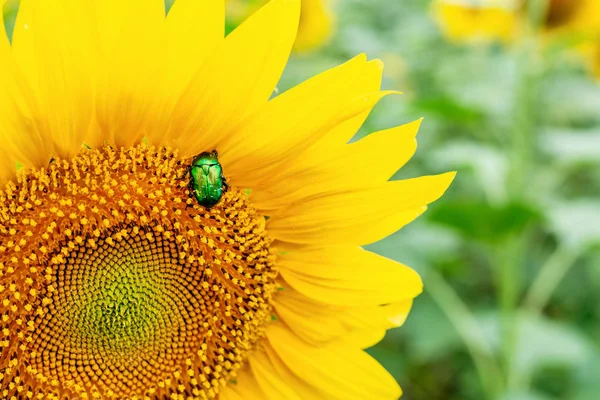 Närbild ljusgrön rosenskalbagge samla pollen från solros växtfält. Vibrerande färgglada sommar bakgrund — Stockfoto