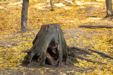 Güzel sonbahar vahşi orman çarpık kökleri ile ağaç kütüğü. Sihirli orman sarı sonbahar yaprakları arka plan ile kaplı