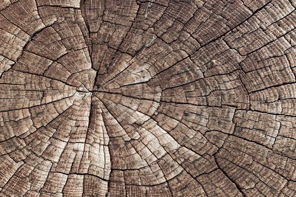 Увлажненный текстурный фон. Крупный план старого потрескавшегося дерева. Древесный ствол — стоковое фото