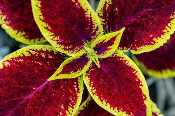 Primer plano brillante colorido coleus Blumei hojas. Planta natural de fondo abigarrado y patrón de jardín ornamental —  Fotos de Stock