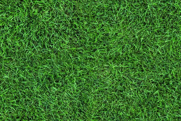 Темная Безморская Зеленая Трава Фоне Вид Поле — стоковое фото