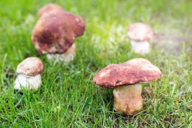 Yakın çekim porcini ormanda büyüyen. Yeşil çim glade, cep mantarlar. Yenilebilir mantar kavramı toplama. Parlak güneşli bir günde sunflare ile. Boşaltmak.