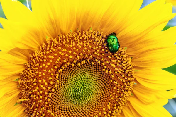 Großaufnahme Hellgrüner Rosenkäfer Der Pollen Von Sonnenblumenfeldern Sammelt Lebendige Bunte — Stockfoto