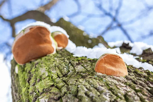 Parasit Close Paddestoel Bar Van Eik Onderaanzicht Blauwe Hemel Een — Stockfoto