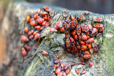 Birçok firebugs Pyrrhocoris apterus yakın çekim görünümünü ağaç saplama üzerinde. Güzel kırmızı böcekler koloni ayrıntılarını