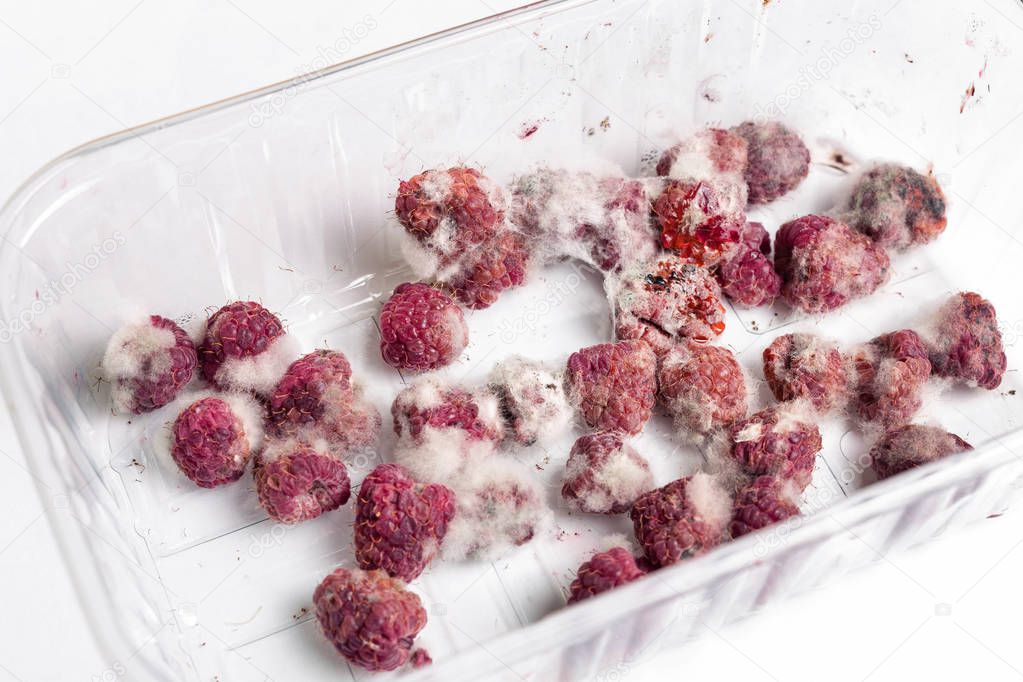 Close-up ripe red rotten raspberry with white grey mold on it. Spoiled berry in plastic box.
