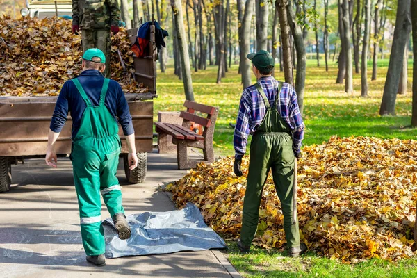 Çalışan işçiler, düşen yapraklar sonbaharda şehir Özbekistan mevsimlik yapraklar sonbaharda temizlik kaldırma. Çöp kamyonun içine yükleme