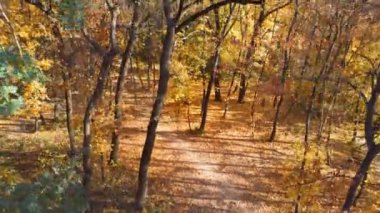 Sonbahar sahne. Ağaçların tepesinden içine altın sonbahar park ya da orman yürüyüş yolu ve güzel yeşillik kapak ile azalan. Sakin mevsimlik sahne