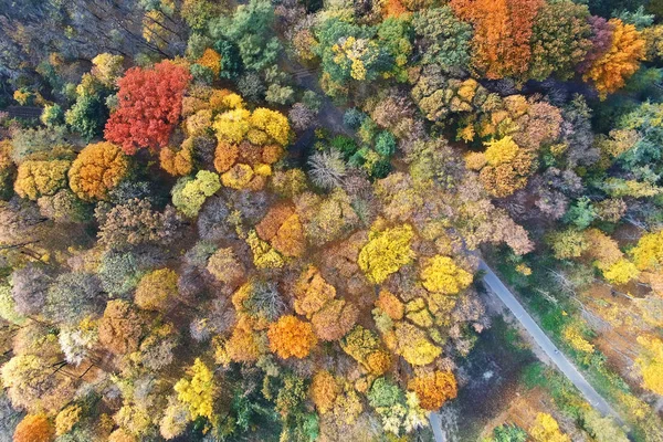 Autumn forest aerial view. Multicolored fall trees in city park. Beautiful colorful seasonal foliage — Stock Photo, Image