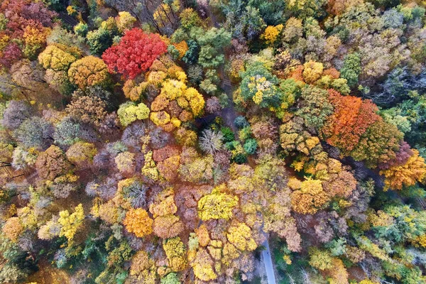Autumn forest aerial view. Multicolored fall trees in city park. Beautiful colorful seasonal foliage — Stock Photo, Image