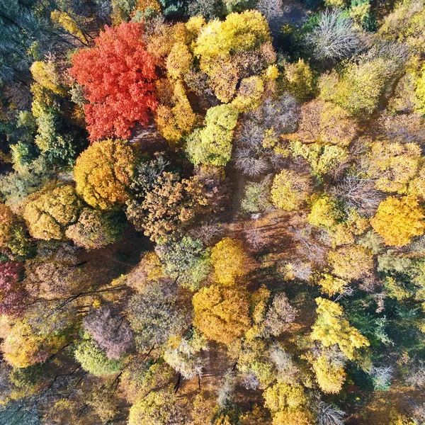 Autumn forest aerial view. Multicolored fall trees in city park. Beautiful colorful seasonal foliage — Stock Photo, Image