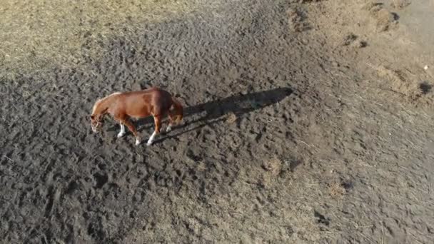 Bella divertente giovane cavallo castagno rotolando in polvere in fattoria nella luminosa giornata di sole. puledro giocoso divertirsi nel paddock in fattoria — Video Stock