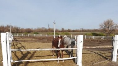 Padok ayakta ve otlatma genç purebreed atları çifti. Çiftlik veya açık güneşli bir gün çiftlikte. Doğal kırsal ülkenin peyzaj