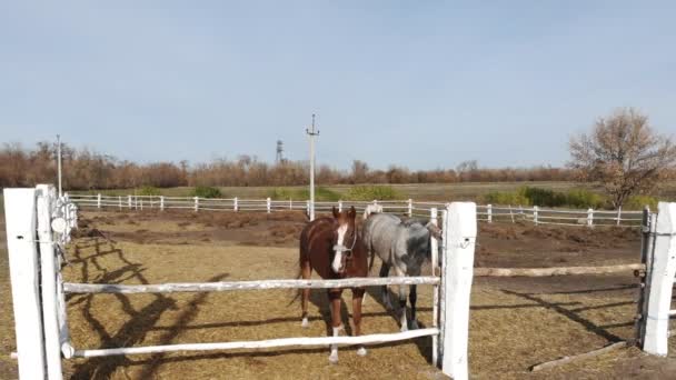 Pareja de jóvenes caballos de pura raza de pie en el paddock y el pastoreo. Rancho o granja en claro día soleado. Paisaje rural escénico — Vídeos de Stock