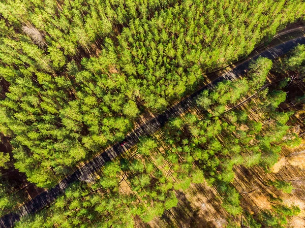 Beautiful Road Evergreen Pine Forest Bright Sunny Day Eco Tourism — Stock Photo, Image