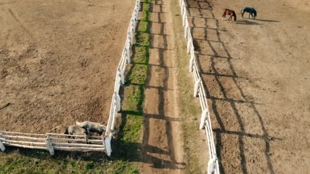 Rebanho Jovens Cavalos Puro Sangue Andando Paddock Pastoreio Fazenda Fazenda — Vídeo de Stock