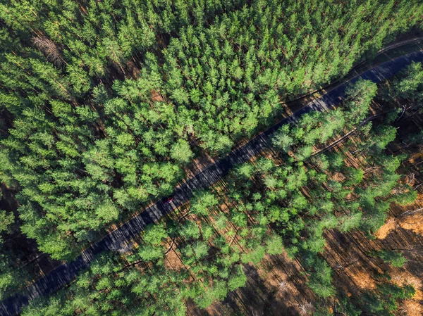 Beautiful road through evergreen pine forest on bright sunny day. Eco tourism and travel concept. Aerial drone virew — Stock Photo, Image