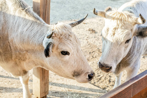 Пара белых коров, стоящих на ферме во дворе.
