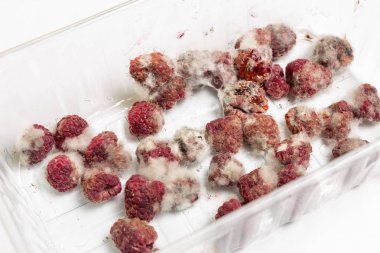 Yakın çekim Olgun kırmızı çürük ahududu ile üzerine beyaz gri küf. Şımarık berry plastik kutu.