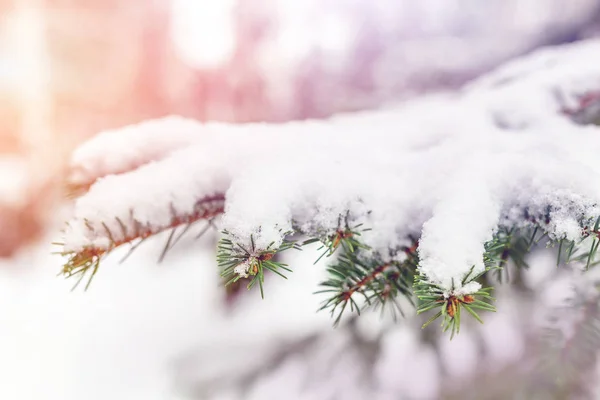 特写冷杉分枝覆盖着新鲜蓬松的雪 传统的圣诞树 圣诞节和新年假期户外自然背景 — 图库照片