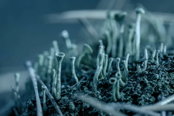 Primer plano de liquen cian y musgo en agujas de pino caídas en el bosque de otoño. Ecosistema de hongos. Fondo natural de flora azul oscura — Foto de Stock