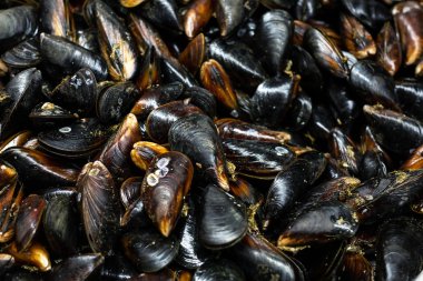 Yerel Balık Market sayaçta ham taze midye yakın çekim yığını. Besleyici kabuklu yumuşakça deniz ürünleri mağazasında yığını