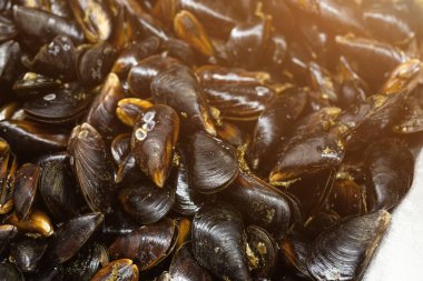 Yerel Balık Market sayaçta ham taze midye yakın çekim yığını. Besleyici kabuklu yumuşakça deniz ürünleri mağazasında yığını