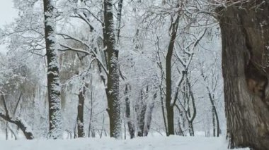 Park veya ormanda kar yağışı. Karanlık bulutlu kış günü.
